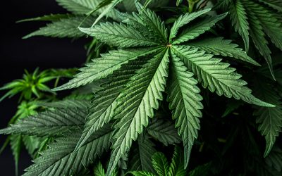 Cannabis and The Insurance Industry #74604 – IBAA