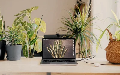 RIBO Level Three Management Accelerated Licensing